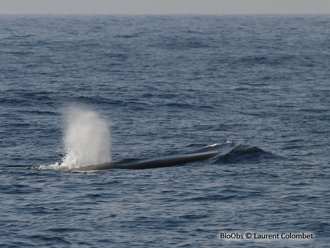 Rorqual Commun - Balaenoptera Physalus | BioObs