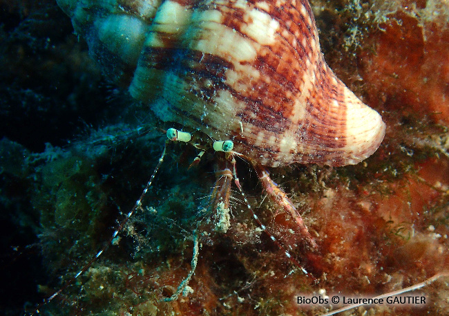 Pagure anachorète Pagurus anachoretus BioObs