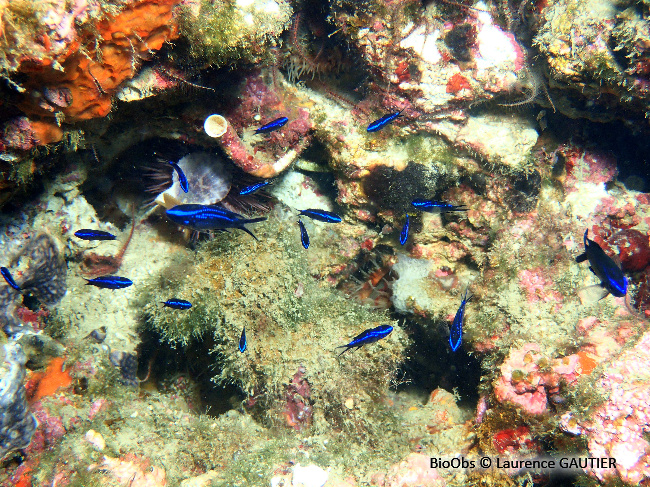 Castagnole Chromis Chromis Bioobs