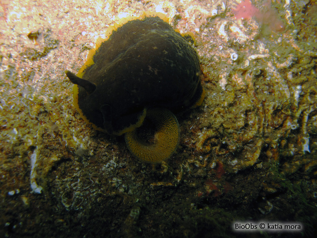 Doris marbrée - Dendrodoris limbata - katia mora - BioObs