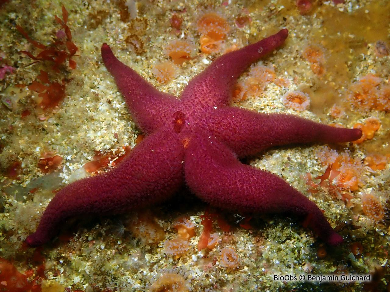 Etoile de mer Henricia Henricia sp BioObs