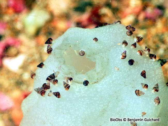 Ascidie blanche - Phallusia mammillata - Benjamin Guichard - BioObs