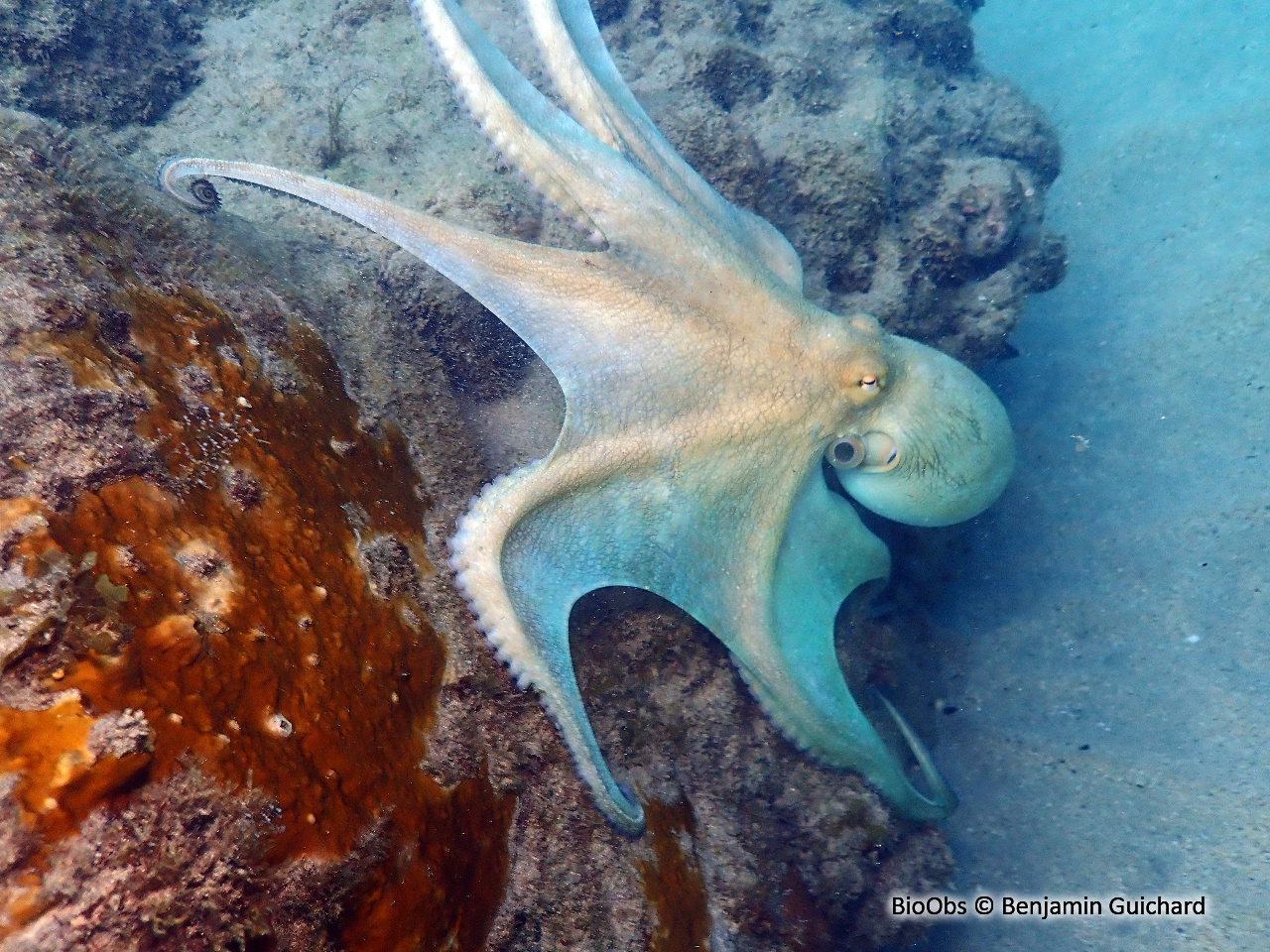 Poulpe commun - Octopus vulgaris - Benjamin Guichard - BioObs