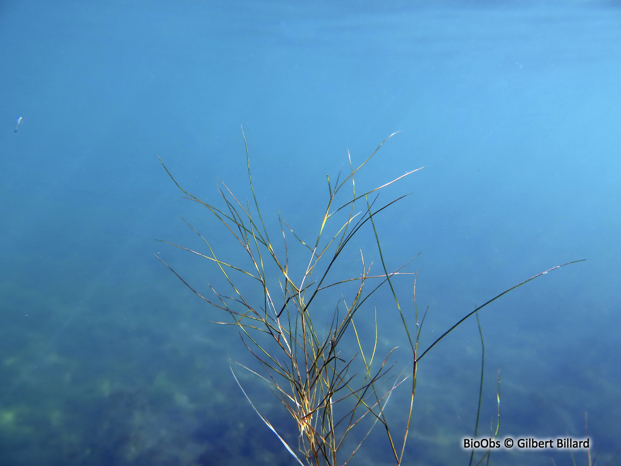 Potamot pectiné Stuckenia pectinata BioObs