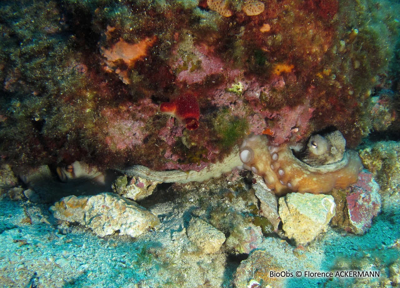 Poulpe commun - Octopus vulgaris - Florence ACKERMANN - BioObs