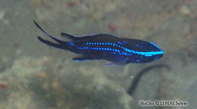 Castagnole Chromis Chromis Bioobs