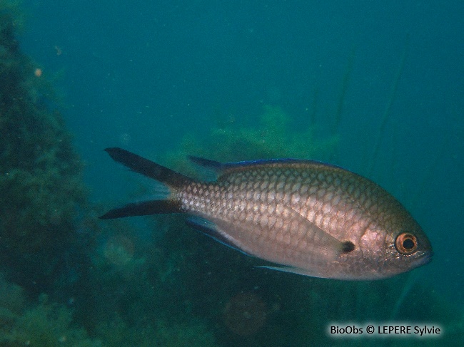 Castagnole Chromis Chromis Bioobs
