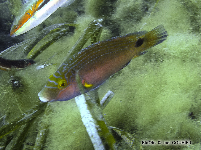 Crénilabre méditerranéen Symphodus mediterraneus BioObs