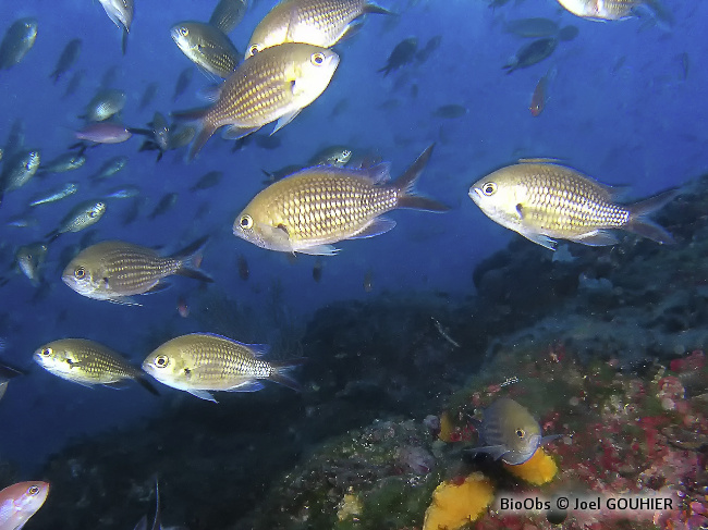 Castagnole Chromis Chromis Bioobs