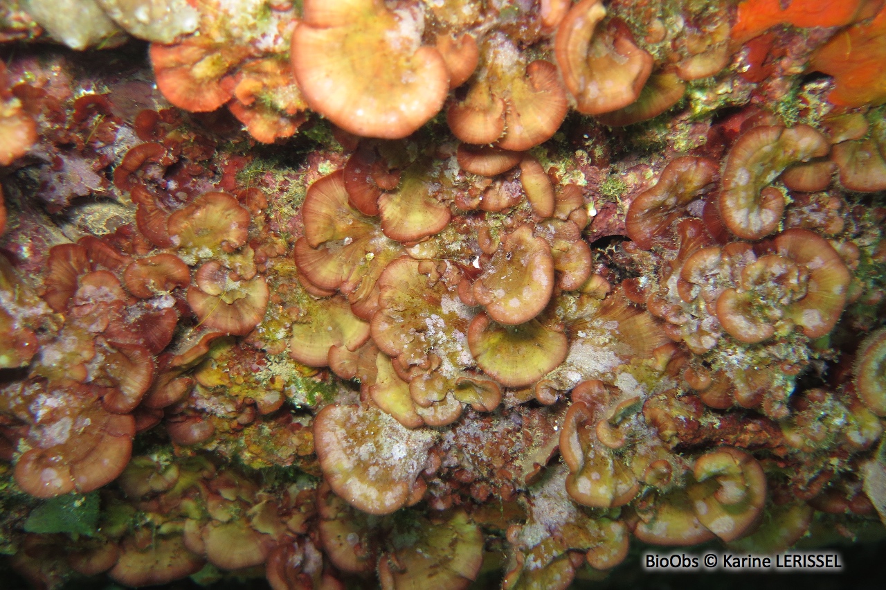Peyssonnele ecailleuse Peyssonnelia squamaria BioObs