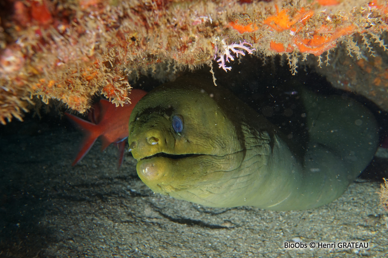 Murène verte Gymnothorax funebris BioObs