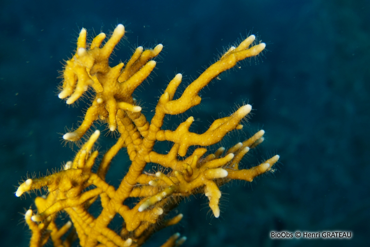 Corail de feu branchu - Millepora alcicornis | BioObs