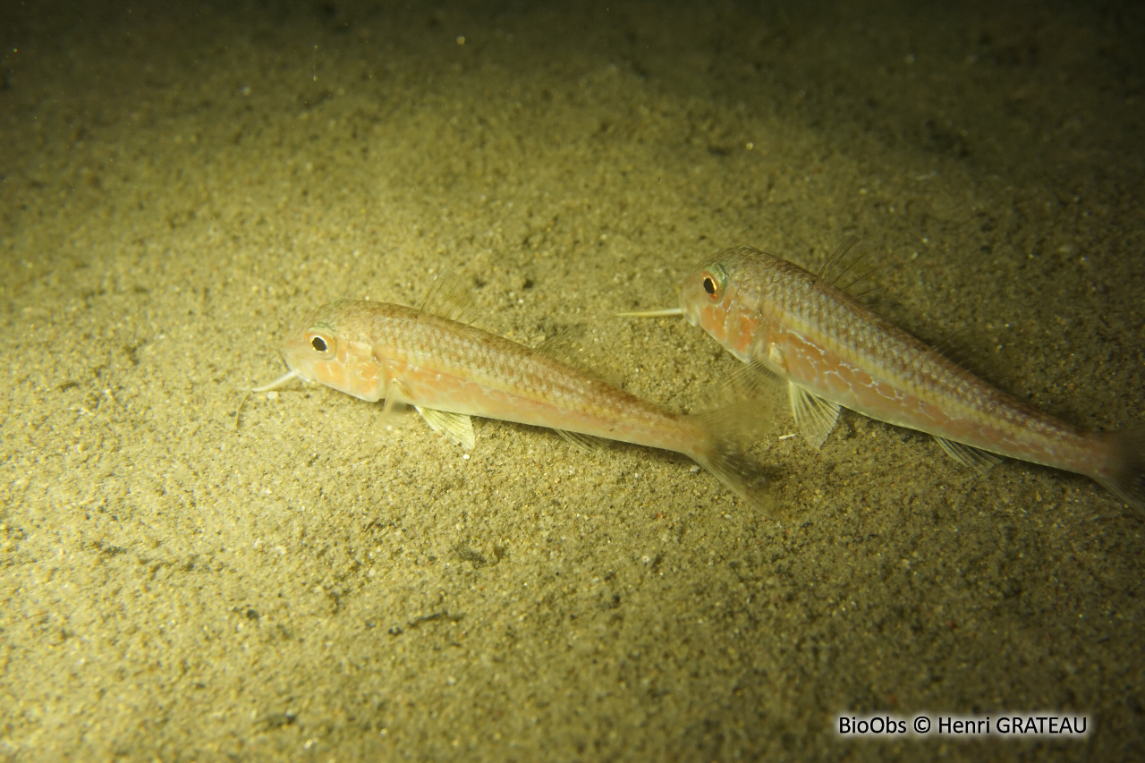 Rouget de vase Mullus barbatus BioObs