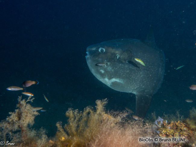 Poisson Lune Mola Mola Bioobs