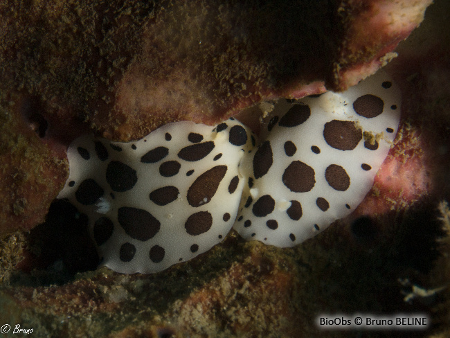 Doris dalmatien Peltodoris atromaculata BioObs