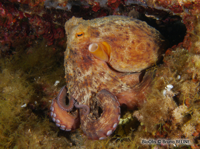Poulpe commun - Octopus vulgaris - Bruno BELINE - BioObs