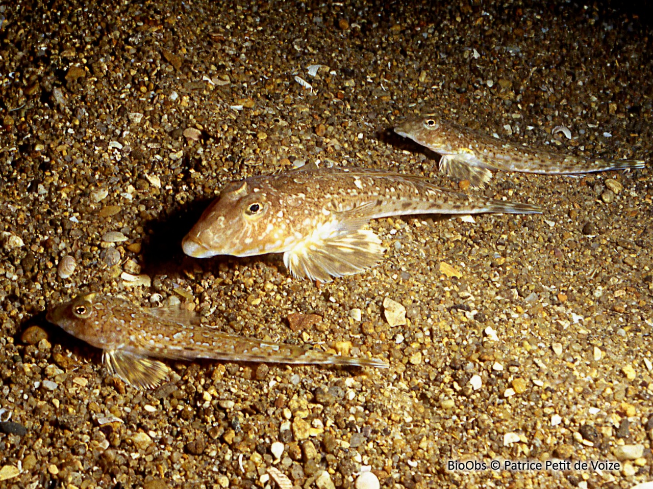 Callionymus lyra BioObs