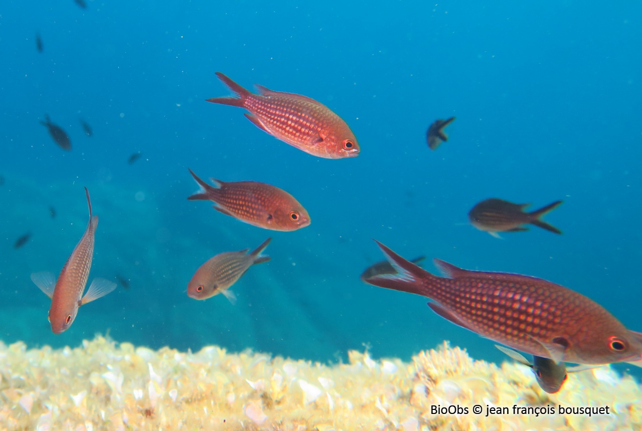 Castagnole Chromis Chromis Bioobs