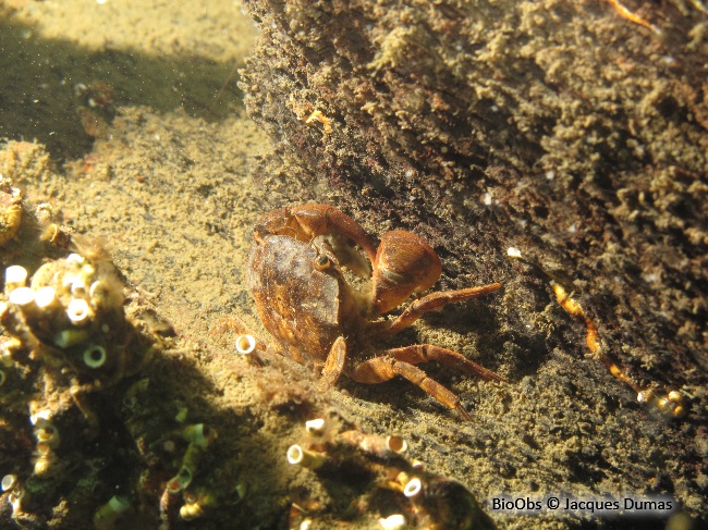 Crabe à pinceaux de Takano - Hemigrapsus takanoi - Jacques Dumas - BioObs