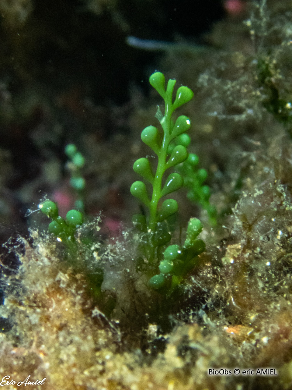 Caulerpe cylindracée - Caulerpa cylindracea - eric AMIEL - BioObs