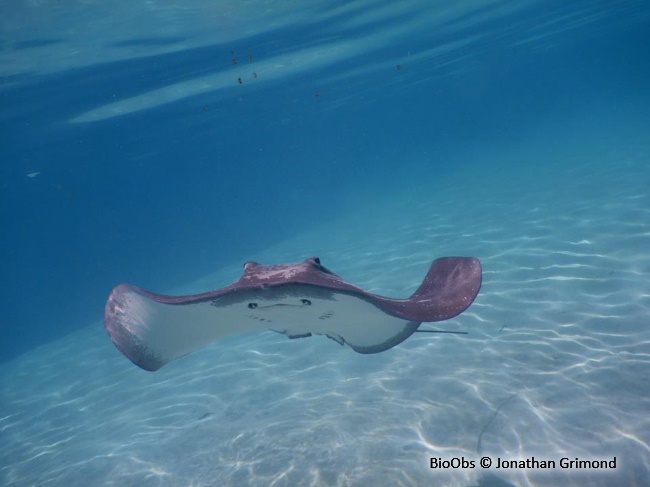Un Elephant Rose Va Dans La Mer Rouge