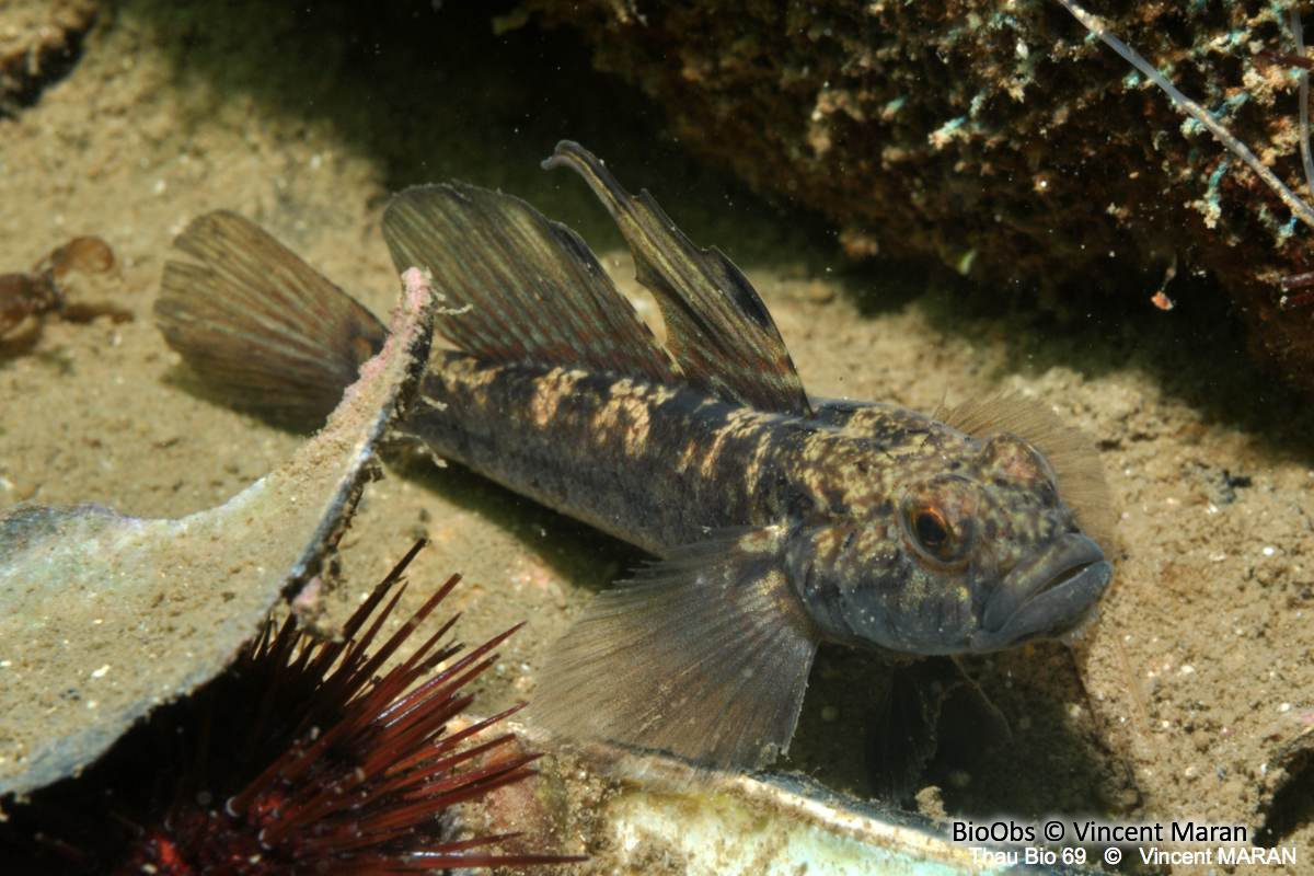 Gobie noir ponte Gobius BioObs