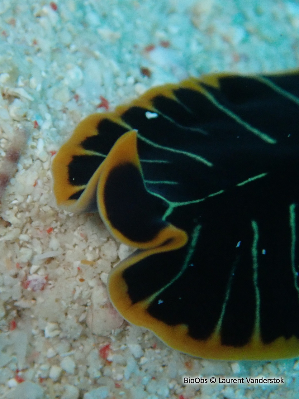 Ver plat tigre Pseudoceros dimidiatus BioObs