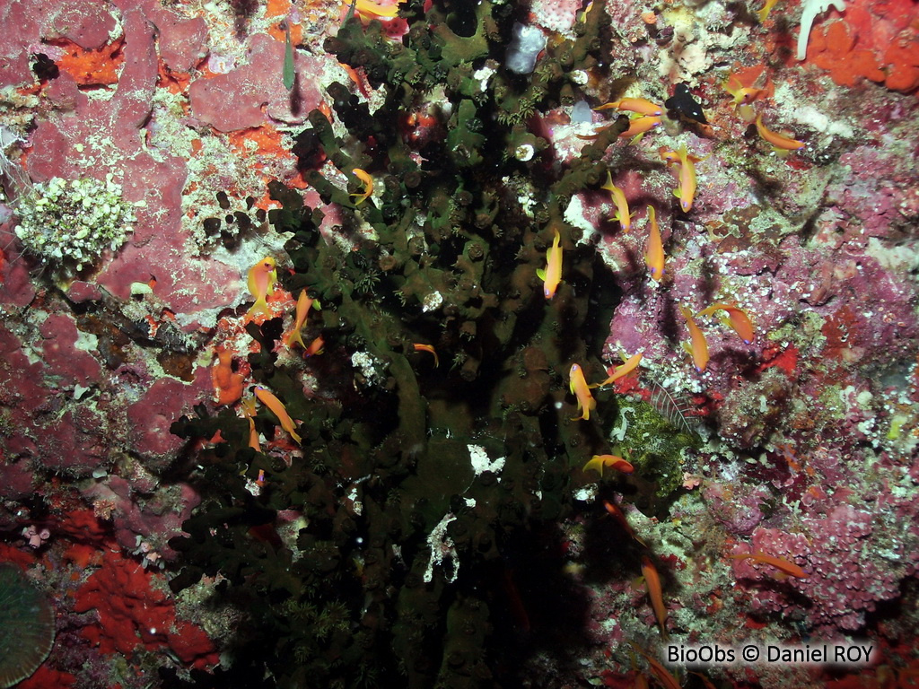 Tubastrée arborescente Tubastraea micranthus BioObs