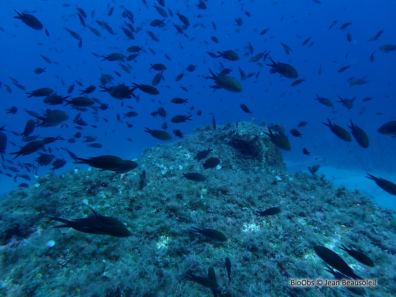Castagnole Chromis Chromis Bioobs
