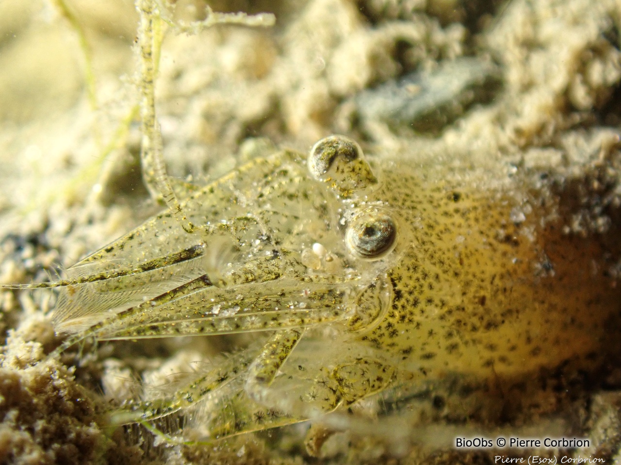 Crevette grise européenne Crangon crangon BioObs