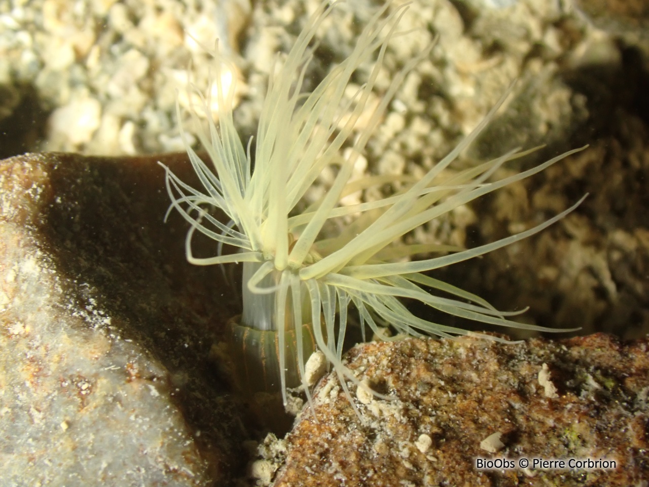 Anémone asiatique lignée - Diadumene lineata - Pierre Corbrion - BioObs