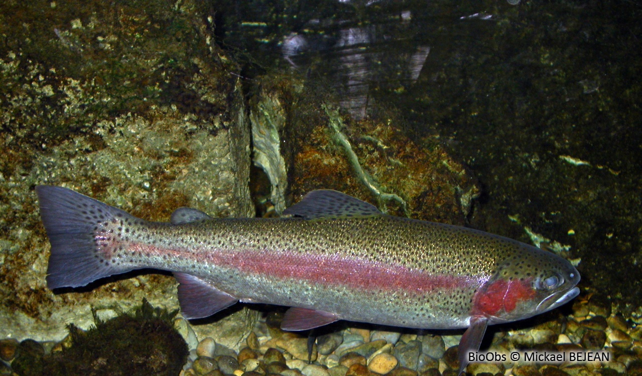 Truite arcenciel Oncorhynchus mykiss BioObs — free download