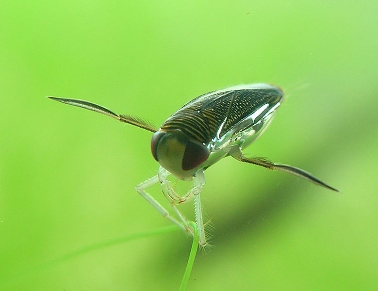 corises-corixidae-sp-bioobs