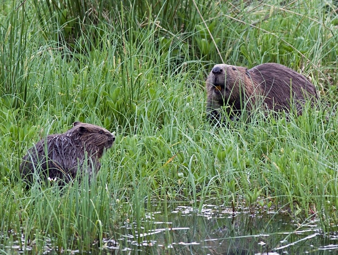 Castor européen Castor fiber BioObs