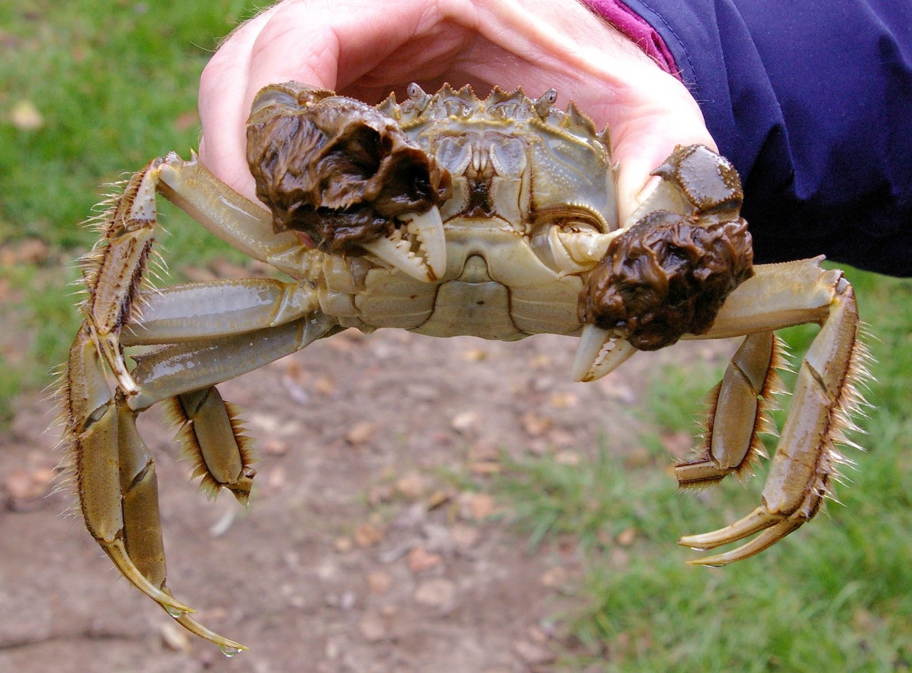 Crabe chinois à mitaine - Eriocheir sinensis - <a href='https://commons.wikimedia.org/wiki/File:EriocheirSinensis4.jpg' title='via Wikimedia Commons'>Christian Fischer</a> / <a href='https://creativecommons.org/licenses/by-sa/3.0'>CC BY-SA</a> - BioObs