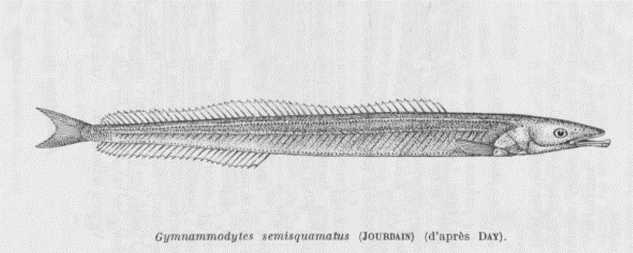 Cicerelle de l'Atlantique - Gymnammodytes semisquamatus - <a href=' https://www.marinespecies.org/aphia.php?p=image&tid=146486&pic=17051 '>H. Dupond in Poll (1947)</a>, <a https://creativecommons.org/licenses/by-nc-sa/4.0/ '>CC BY-NC-SA 4.0</a>, via Worms - BioObs