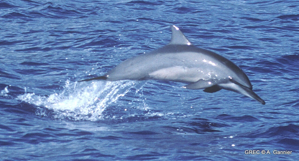 Dauphin à long bec Stenella longirostris BioObs — free download