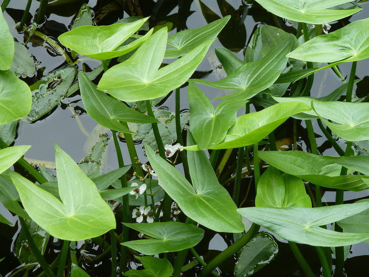 Sagittaire Sagittaria Sagittifolia Bioobs