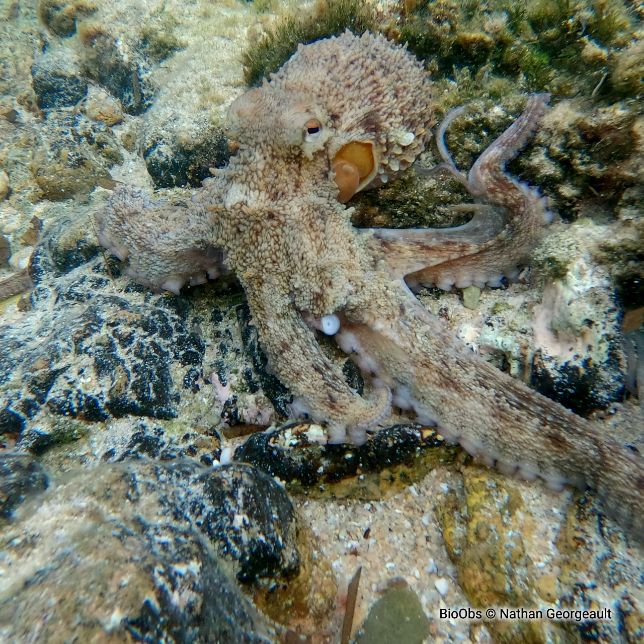 Poulpe commun - Octopus vulgaris - Nathan Georgeault - BioObs