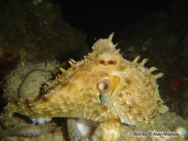 Poulpe commun - Octopus vulgaris - Alain Mayoux - BioObs