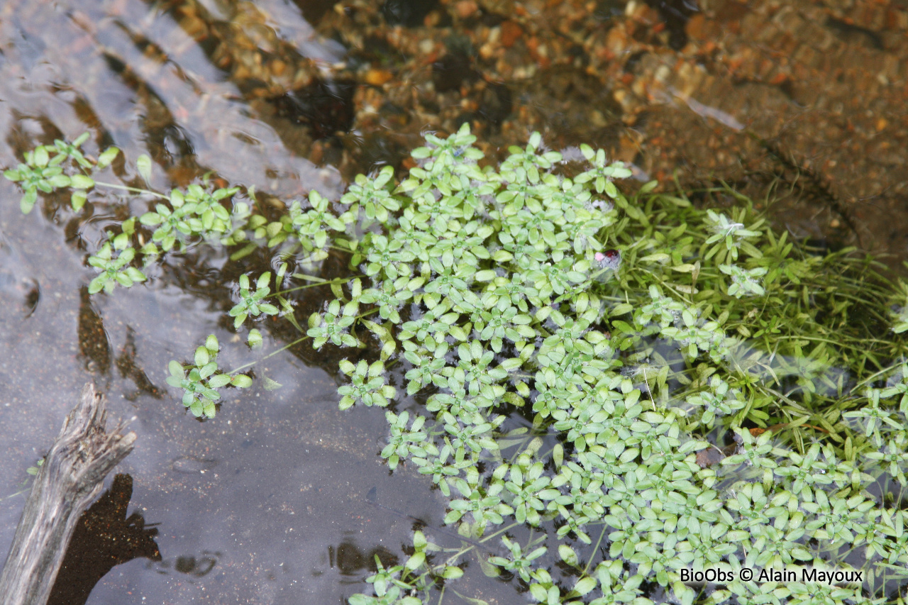Callitriche Callitriche sp BioObs