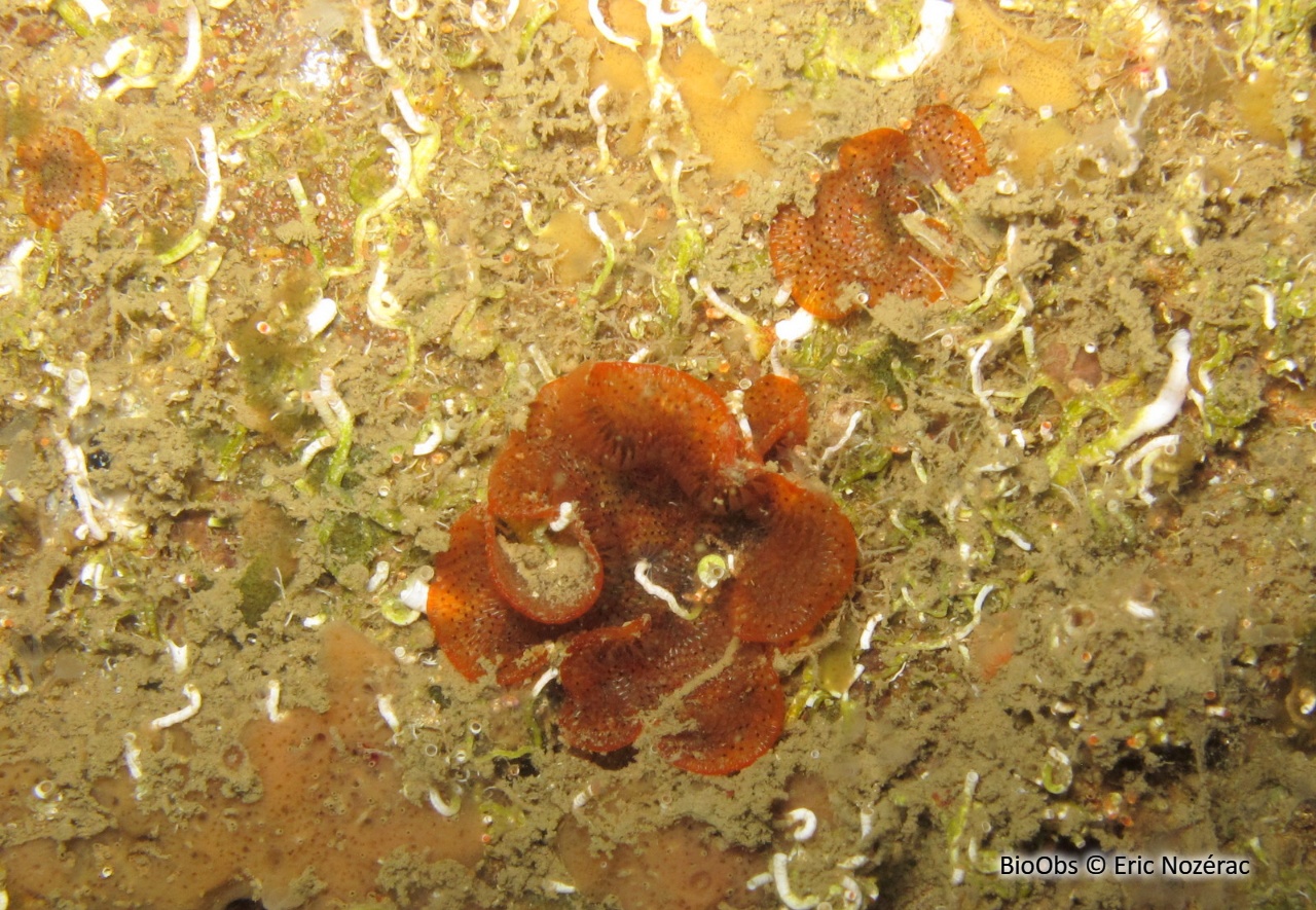 Bryozoaire orange vif à points noirs - Watersipora subatra - Eric Nozérac - BioObs