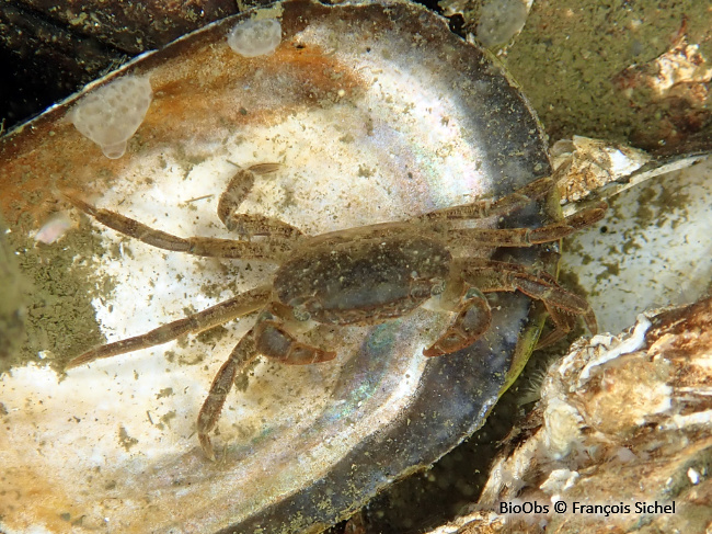 Crabe à pinceaux de Takano - Hemigrapsus takanoi - François Sichel - BioObs
