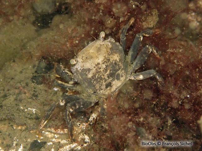 Crabe à pinceaux de Takano - Hemigrapsus takanoi - François Sichel - BioObs